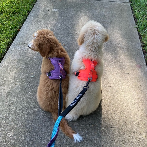 Meet your Posher, Addison - Picture 7 of 8